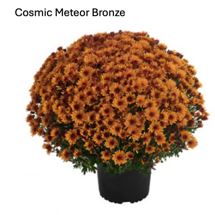 Cosmic Meteor Bronze fall mum from the HIVE Market Fall Plant Pre-Order Sale