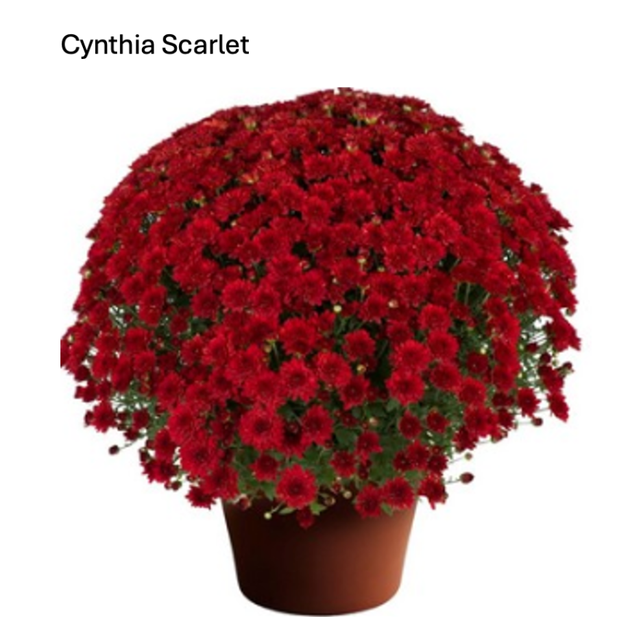 Cynthia Scarlet fall mum with rich scarlet-red blooms