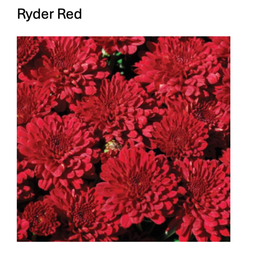 Ryder Red fall mum with dense deep red blooms