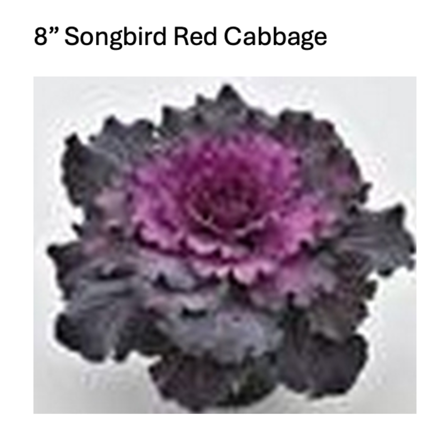 Songbird Red ornamental cabbage with a vivid purple-red center and dark outer leaves