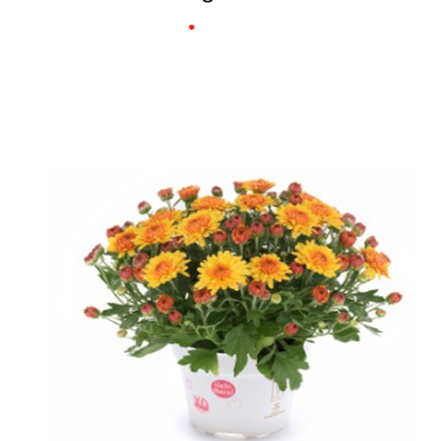 Soul Sister Orange fall mum with vivid orange blooms
