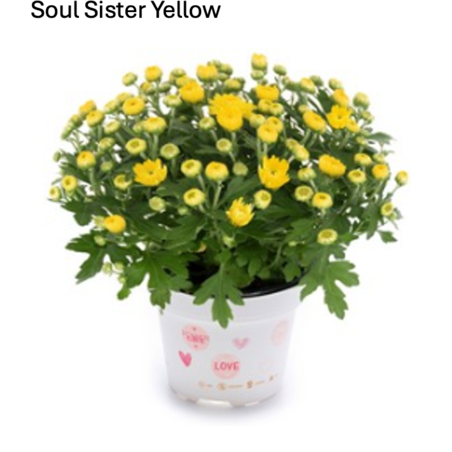 Soul Sister Yellow fall mum with sunny yellow blooms