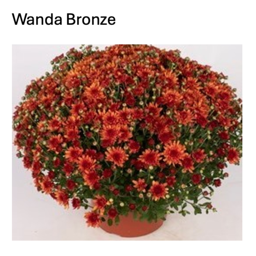 Wanda Bronze fall mum with copper-bronze blooms