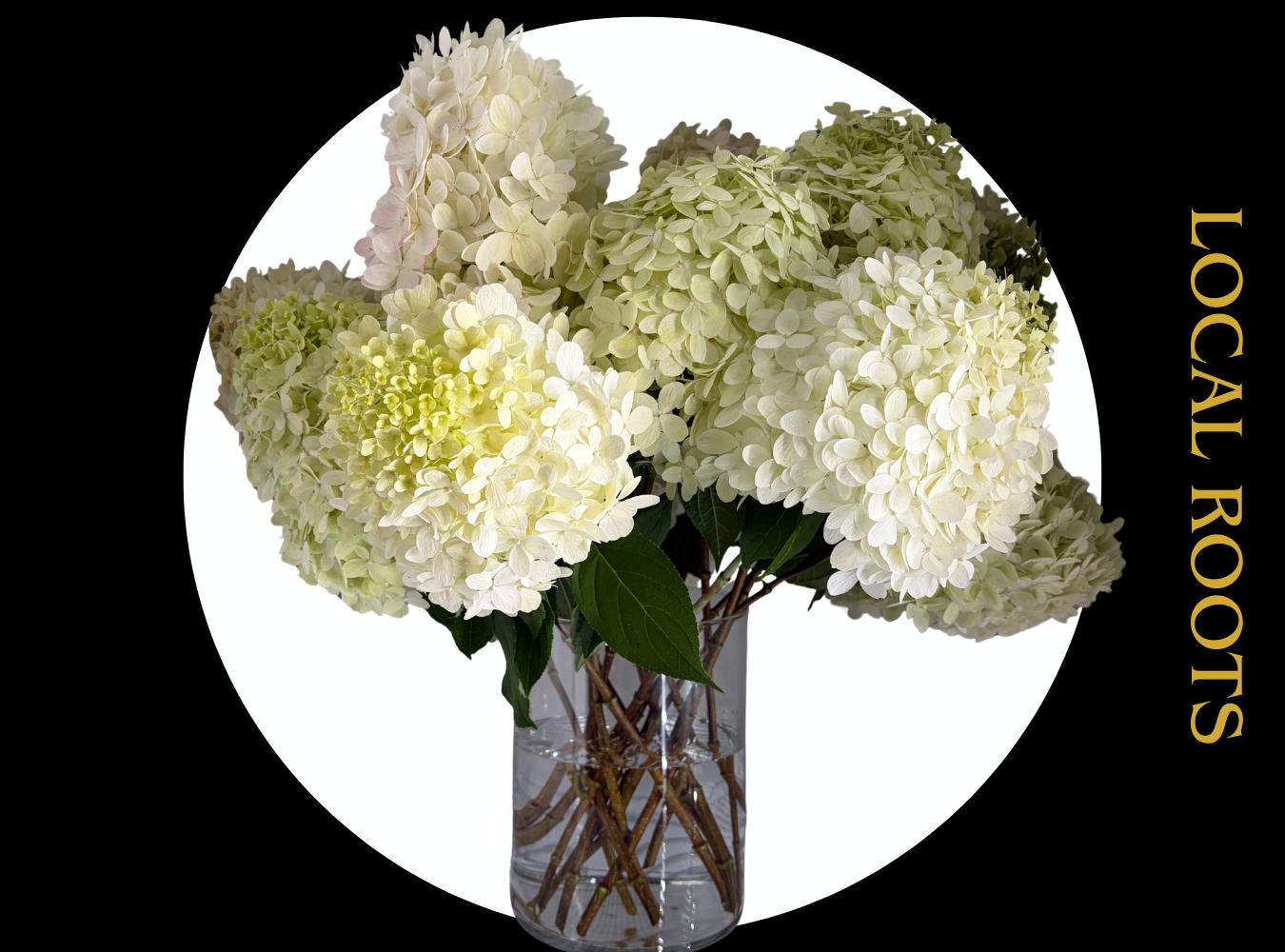 Fresh white and green hydrangeas arranged by Bloom at the HIVE