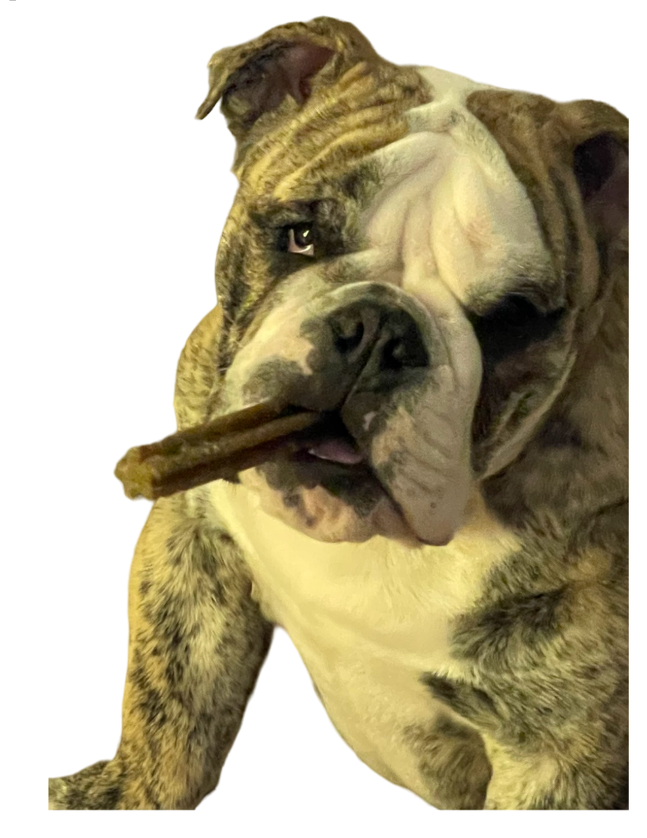 Charming Bulldog